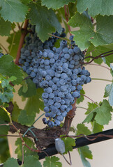 Types of grapes in study conditions