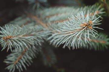 close-up photo of blue spruce branches. approach of winter. coniferous trees - obrazy, fototapety, plakaty