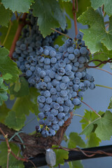 Types of grapes in study conditions