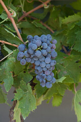 Types of grapes in study conditions