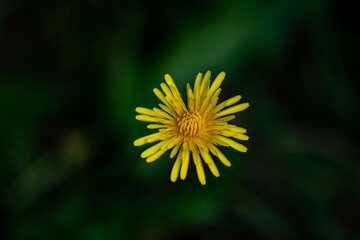 Yellow flower