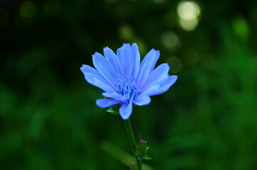 Bright flowers of chicory on the background of the summer landscape.