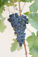 Types of grapes in study conditions