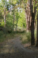 trees with green leaves in the countryside of southern Spain