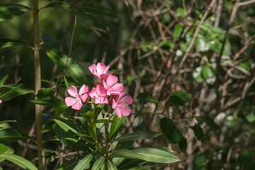 pink flowers on a bush in the field