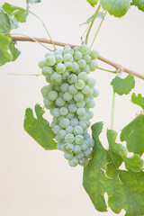 Types of grapes in study conditions