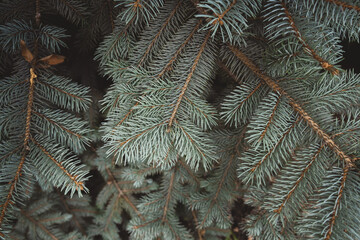 close-up photo of blue spruce branches. approach of winter. coniferous trees
