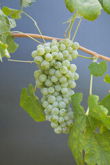 Types of grapes in study conditions