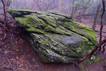 Mossy Boulder