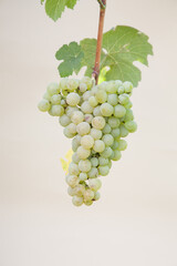 Types of grapes in study conditions