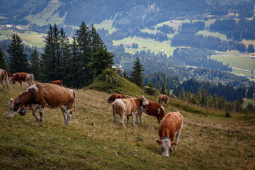 Fototapeta na wymiar Kühe auf der Nagelfluhkette in den Allgäuer Alpen