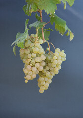 Types of grapes in study conditions