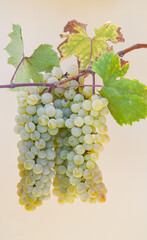 Types of grapes in study conditions