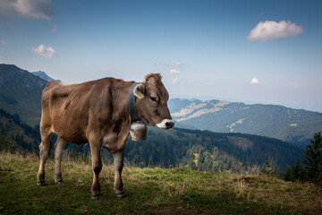 Kuh am Steineberg auf der Nagelfluhkette in den Allgäuer Alpen