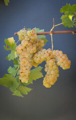 Types of grapes in study conditions