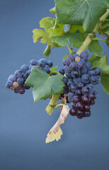 Types of grapes in study conditions