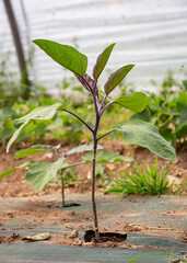 Young Eggplant (Solanum melongena) plant growing in rows indoors in a greenhouse tunnel in mulch covered with a ground cover, weed mat or soil cover
