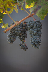 Types of grapes in study conditions