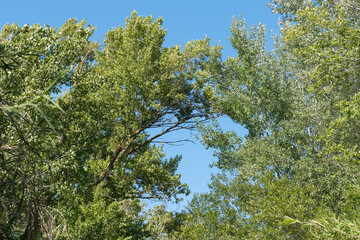 Tops of poplars in the Lucainena river, southern Spain