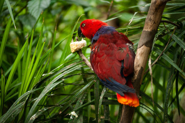 red and blue parrot