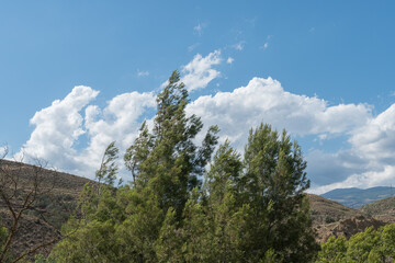 tops of pines and dry trees in the countryside in southern Spain