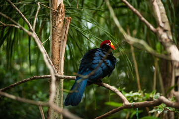 bird on the tree