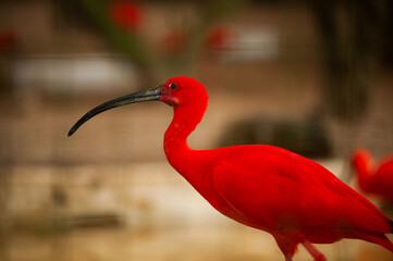 scarlet ibis bird