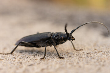 Insecte noir à grandes antennes