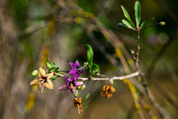 Naklejka premium bee on a flower