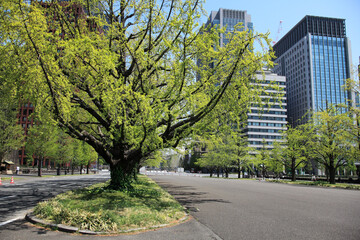 Fototapeta premium 新緑と高層ビル