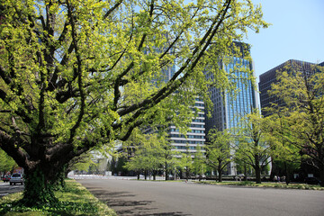 新緑と高層ビル