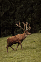 Beautiful male red deer in the forest.