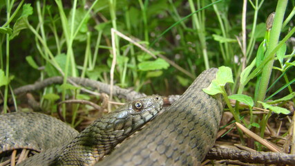 Close up of Snake .
Closeup of water snake is a non venomous. 
Snake in the woods, forest
Veterinarian exotic.
Veterinarian wildlife.
veterinary medicine.
animal, animals, reptile.