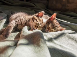 Two tabby kittens snuggled up for a nap. © CarolBoender