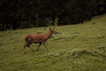 Beautiful female red deer  in the forest.Wildlife concept