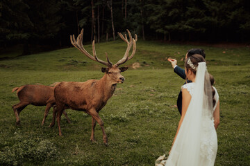 The bride and groom feed deer, they meet in a reservation with during their elopement