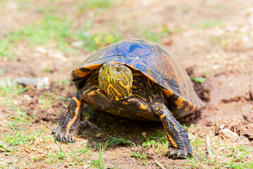 Tortuga desovando sus huevos en el parque