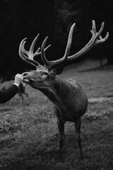 The bride and groom feed deer, they meet in a reservation with during their elopement