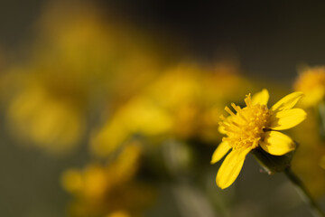 yellow flower closeup