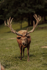 Beautiful male red deer in the forest.