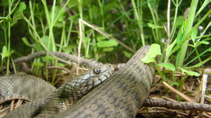Close up of Snake .
Closeup of water snake is a non venomous. 
Snake in the woods, forest
Veterinarian exotic.
Veterinarian wildlife.
veterinary medicine.
animal, animals, reptile.