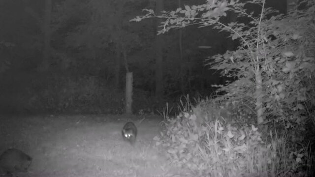 Gaze or family of raccoons searching for something to eat during the night