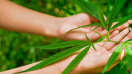 The man's hand is holding an adult cannabis plant with shoots and leaves. The surface of the cannabis plant at the outdoor cannabis farm outdoor marijuana plants that grow Thailand