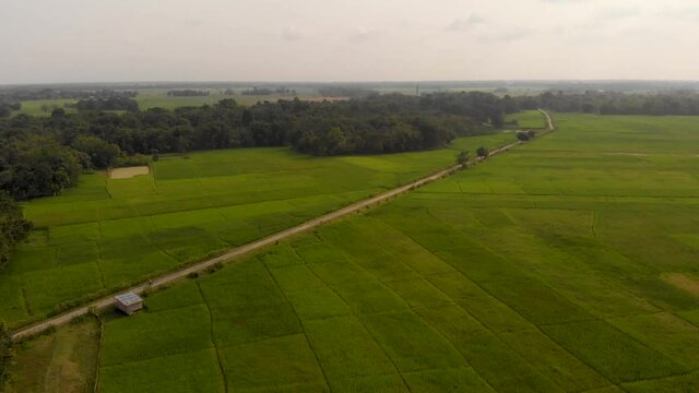 Vast green landscape of paddy fields