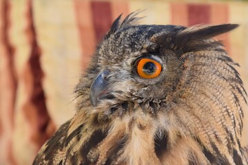 Búho de ojos grandes