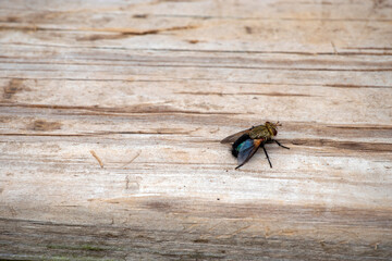 With a defocused effect, the eye is drawn to the pesky fly that rests on the wooden planks of a...