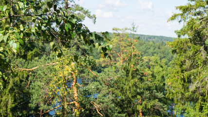 green tree in the garden
