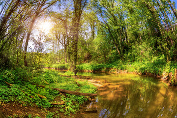 Forest in spring with young trees, stream and sun