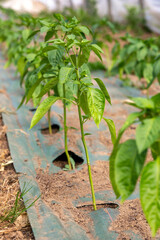 Young Paprika plant growing in rows indoors in a greenhouse tunnel in mulch covered with a ground cover, weed mat or soil cover