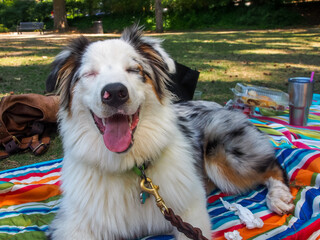 Australian Shepherd dog with a huge smile laying on a blanket in the park